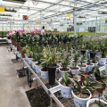 Multi -Span -Venlo -Farmbauernhaus für Blumen